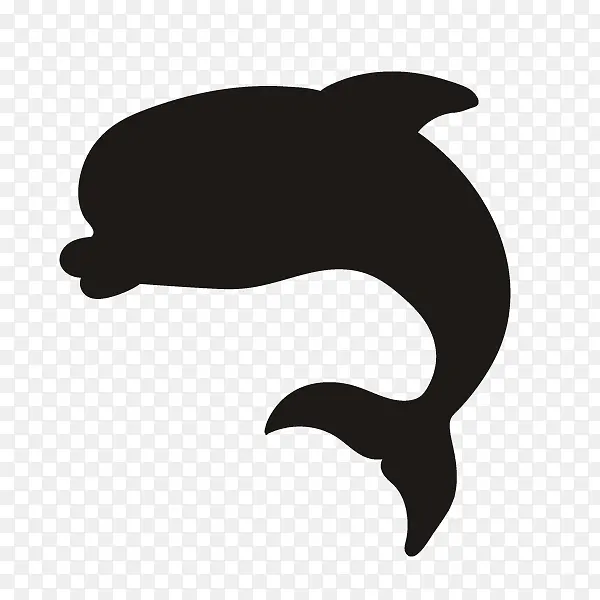 海豚 动物 跳跃
