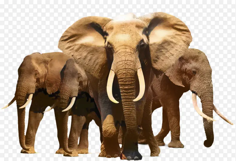大象 非洲丛林大象 非洲森林大象