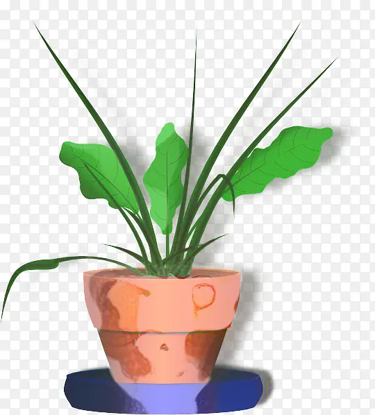 花盆 室内植物 植物