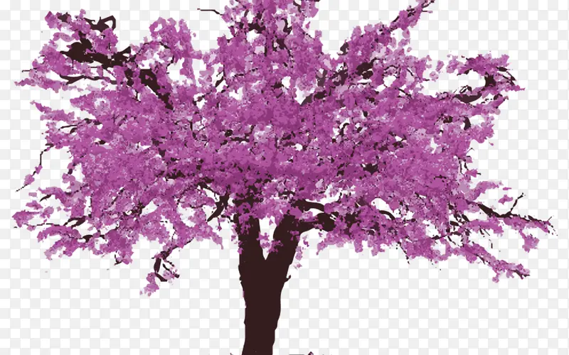 东方的紫荆花 树 西方的紫荆花