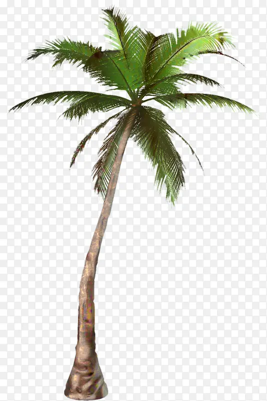 棕榈树 椰子 绘画