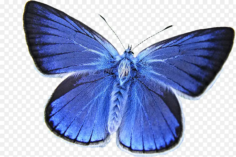 蝴蝶 昆虫 卡纳蓝