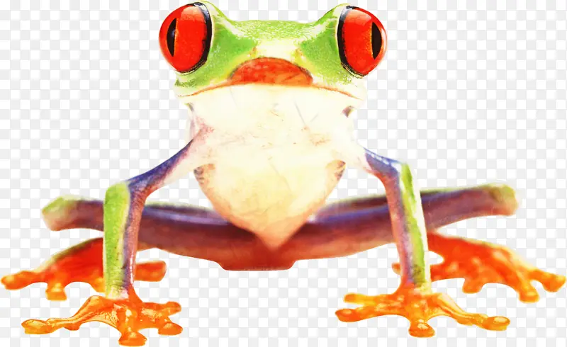 树蛙 真蛙 蛙