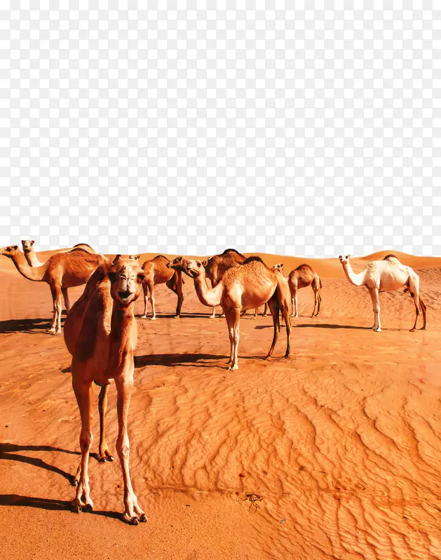 单峰骆驼 沙漠 阿拉伯沙漠