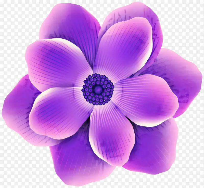 紫罗兰 丁香 花朵