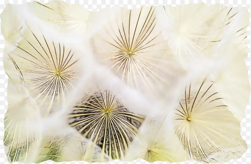 采购产品花瓣 切花 花