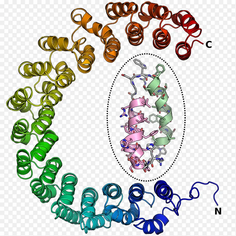 结构基序 蛋白质 犰狳重复序列