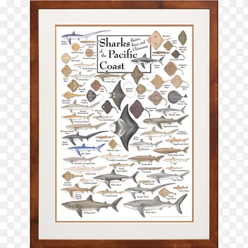 海报 鲨鱼 太平洋西北