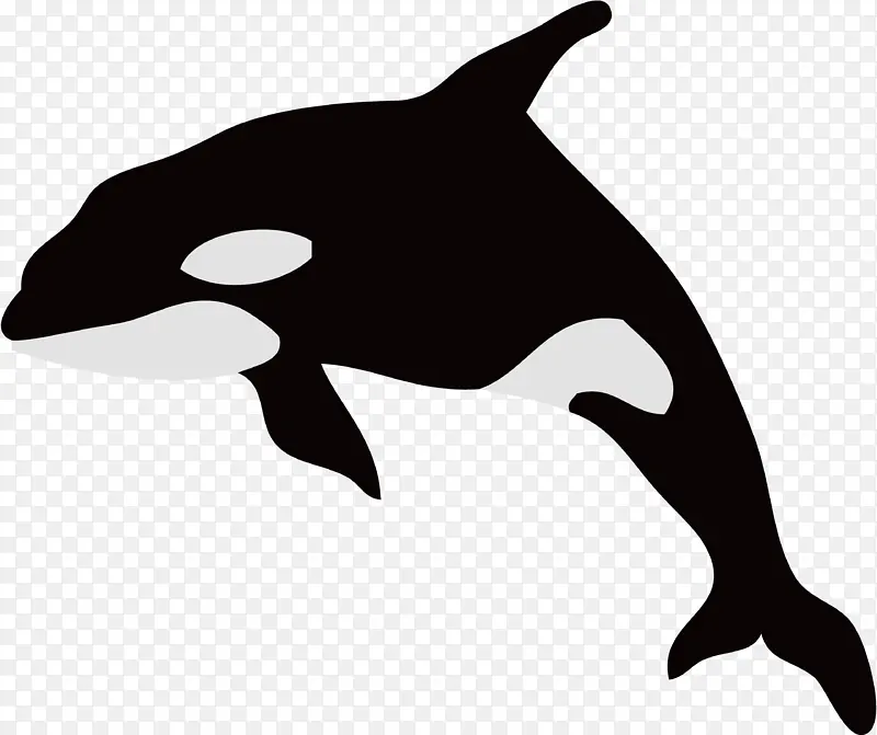 海豚 虎鲸 鲸鱼