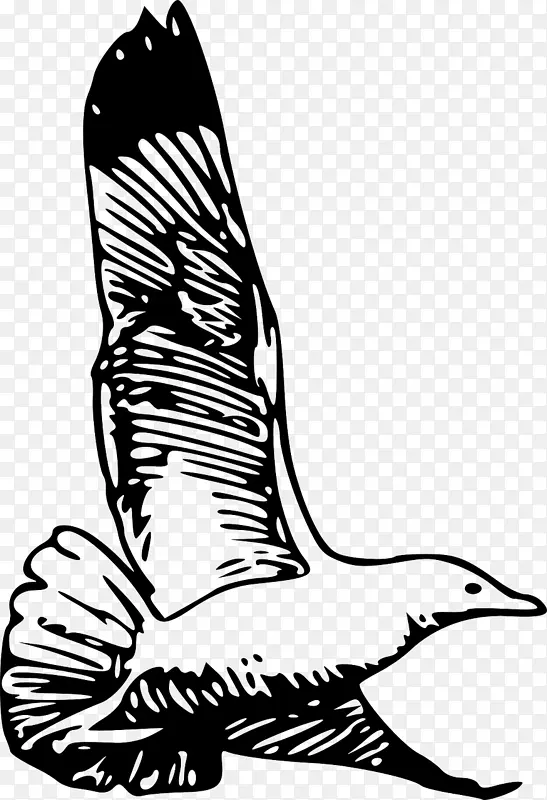 欧洲鲱鸥 海鸥 鸟