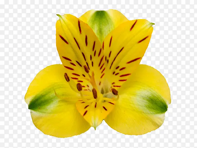 印加百合花黄色秘鲁百合花瓣植物