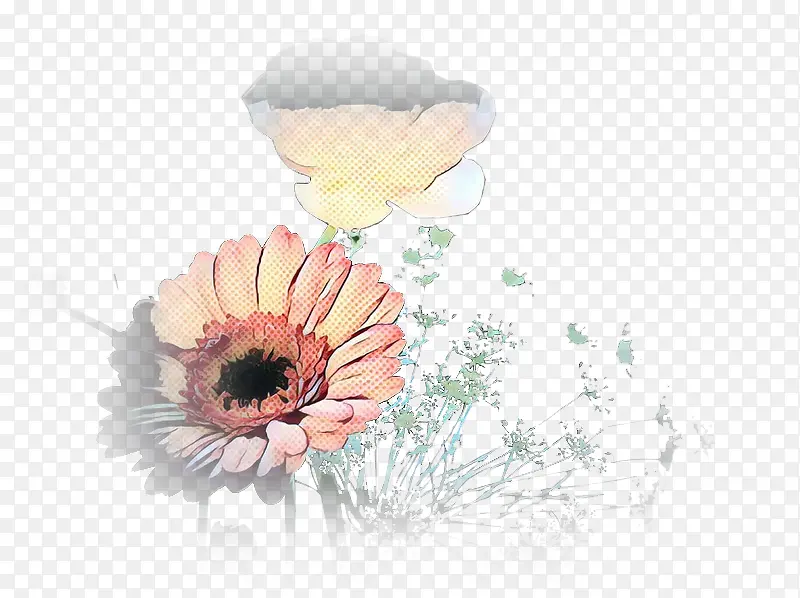 特兰斯瓦尔雏菊 花卉设计 计算机