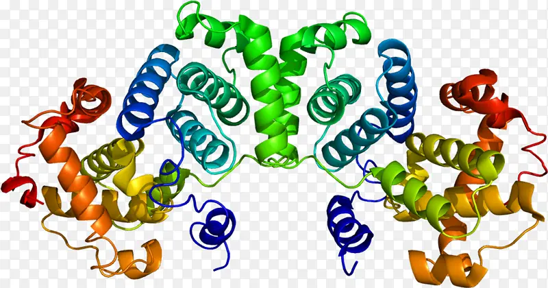 细胞周期蛋白 细胞周期依赖性激酶 激酶