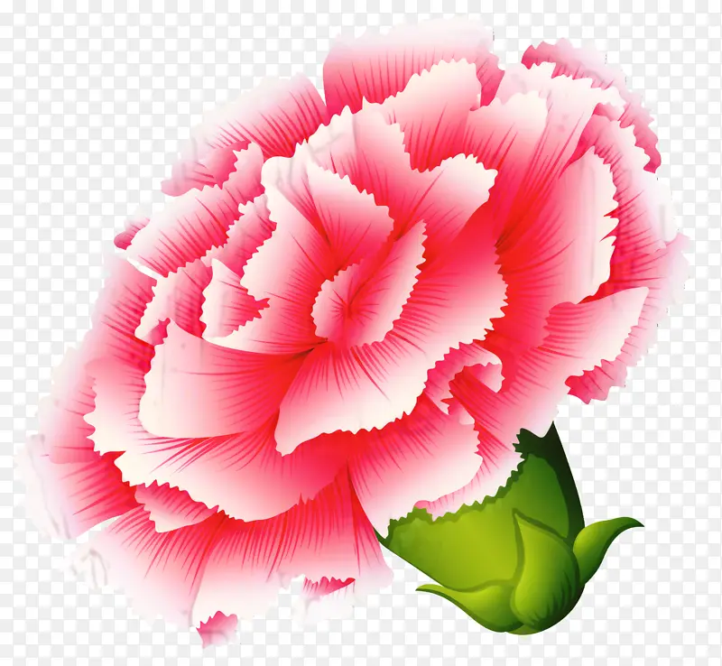 康乃馨 卷心菜玫瑰 花园玫瑰