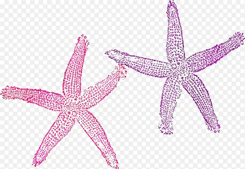 鱼 海星 粉红色