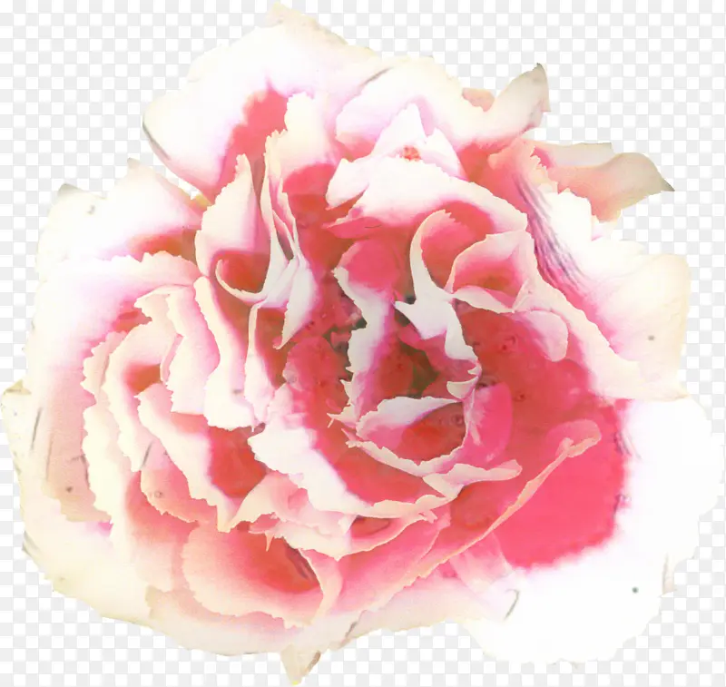 牡丹 花朵 玫瑰
