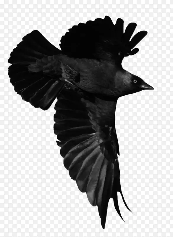 美国乌鸦 鸟 动物