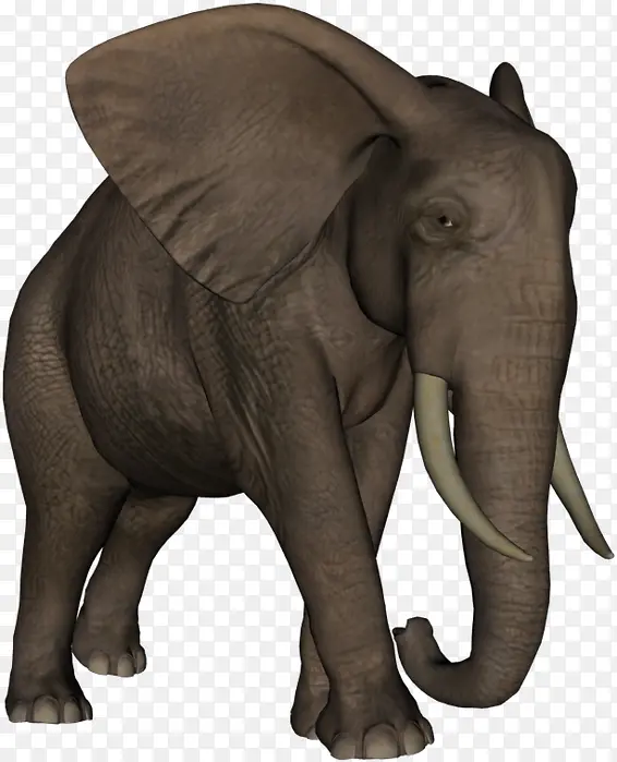 非洲丛林象 印度象 大象