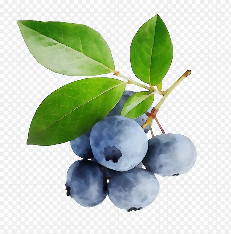 蓝莓 越橘 浆果
