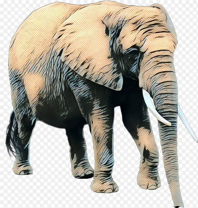 印度大象 非洲大象 拉合尔动物园