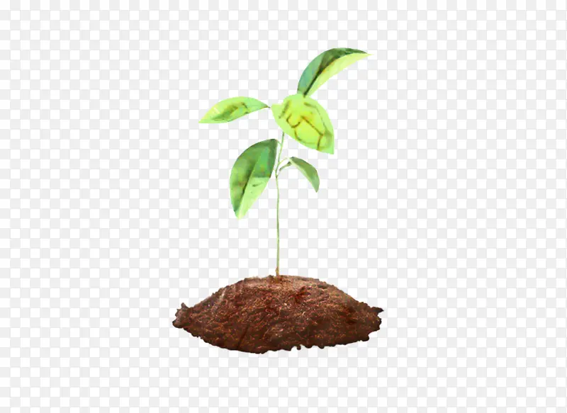 叶 树 植物