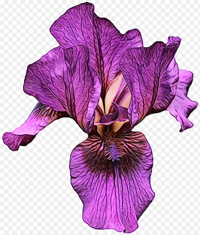紫色 花 紫罗兰