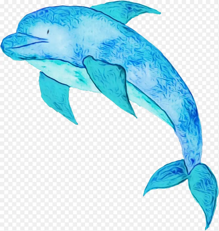 粗齿海豚 海豚 绿松石