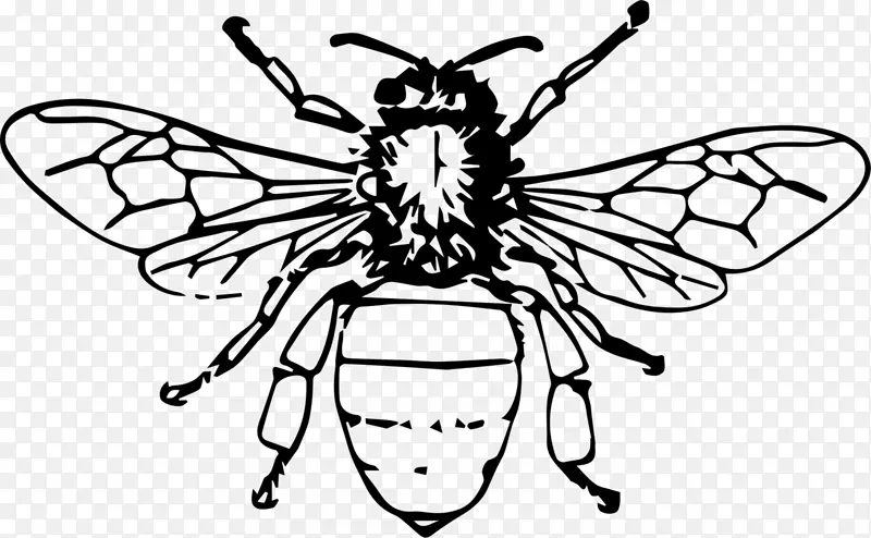 蜜蜂 昆虫 绘画