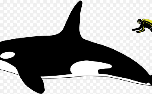 虎鲸 鲸鱼 大白鲨