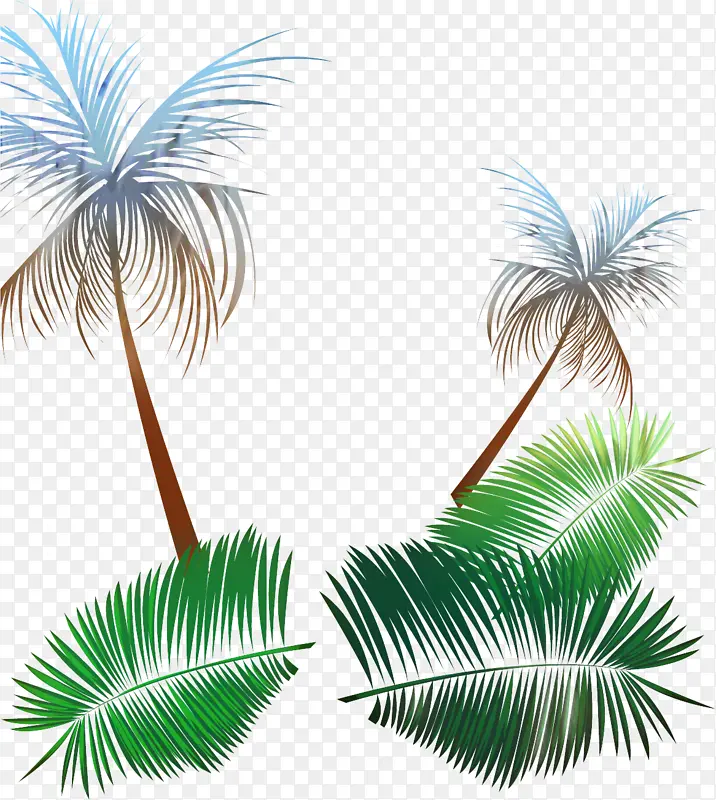 亚洲棕榈 棕榈树 叶