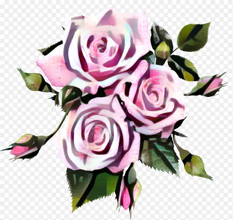 玫瑰 粉色 花朵