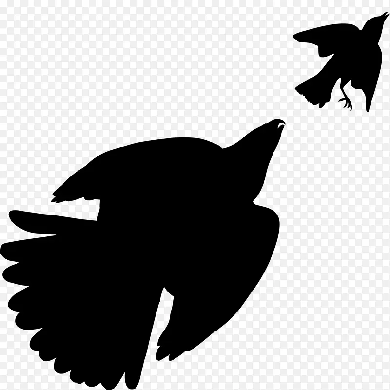 美国鸟类 鸟 鹰