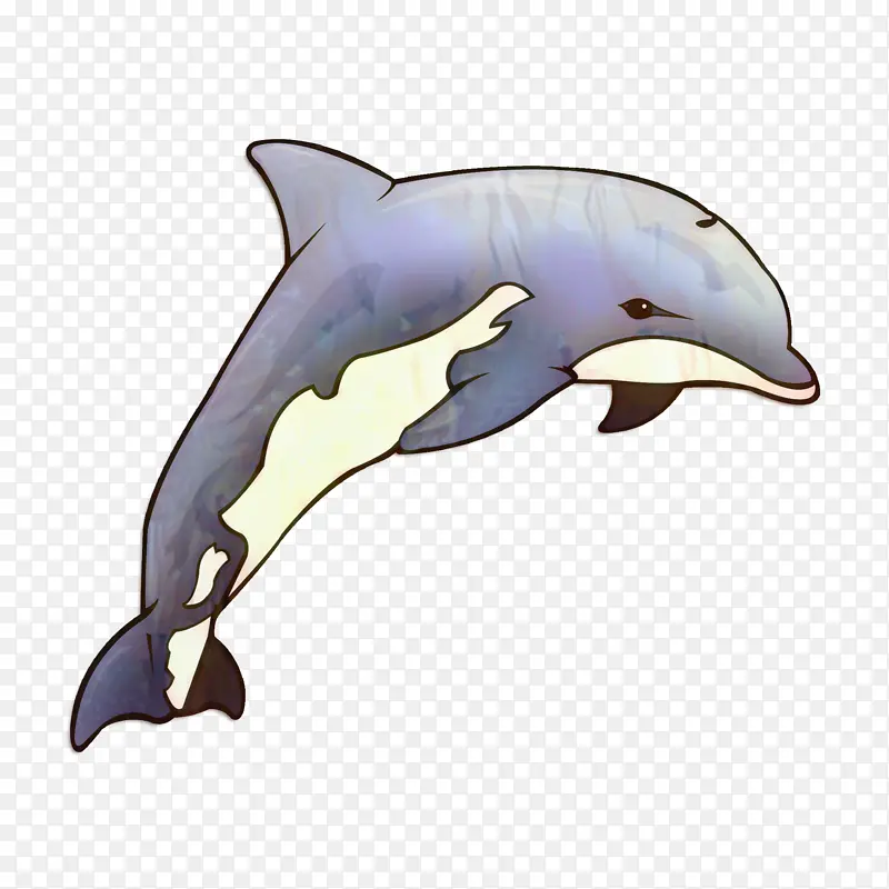 短喙普通海豚 粗齿海豚 白鳍豚