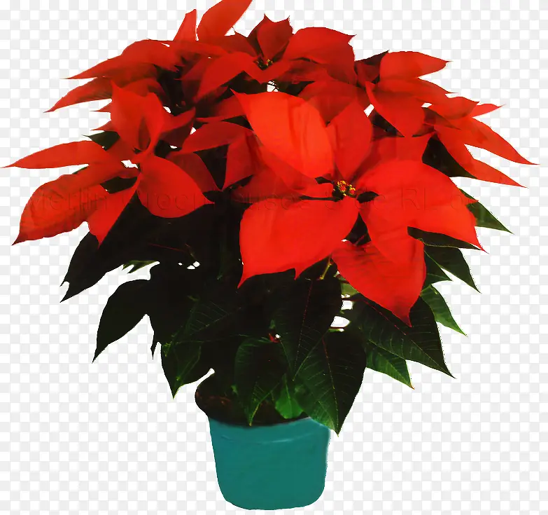 一品红 圣诞节 植物