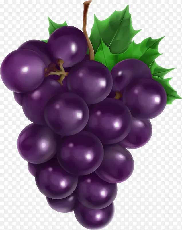 葡萄 水果 收获