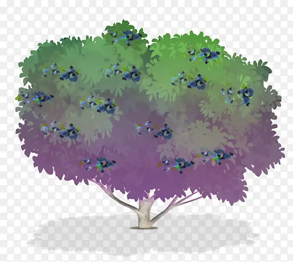 蓝莓 树木 灌木