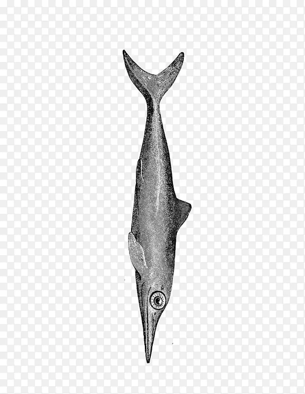 海豚 鱼 尾巴
