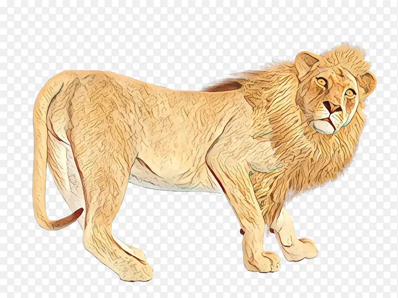 狮子 猫 动物