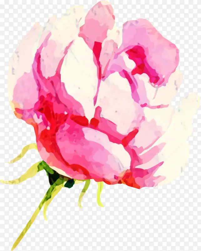 卷心菜玫瑰 花园玫瑰 牡丹