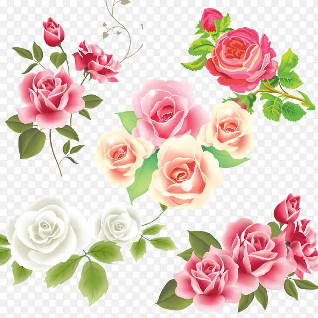 玫瑰 花朵 花卉设计