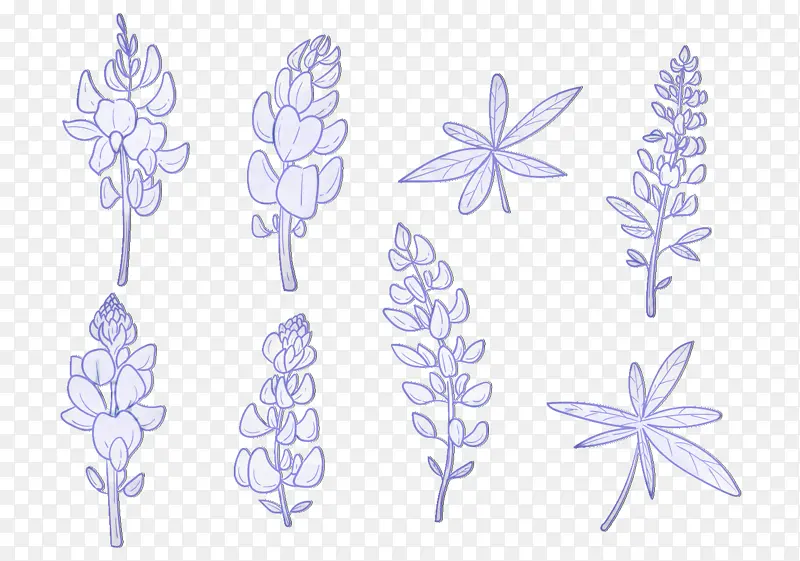花瓣 对称 植物