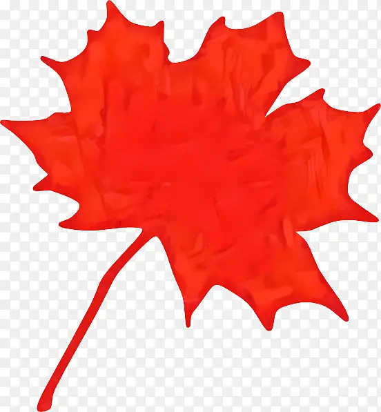 枫叶 绿色 加拿大