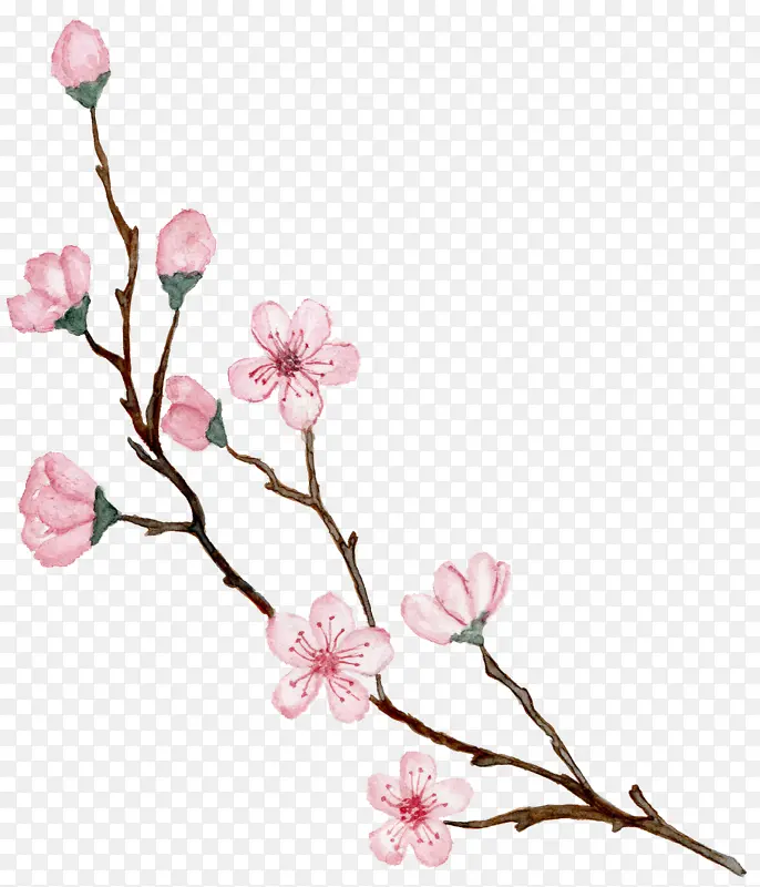 樱花 花朵 绘画