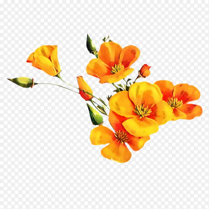 花卉 花卉设计 橙色