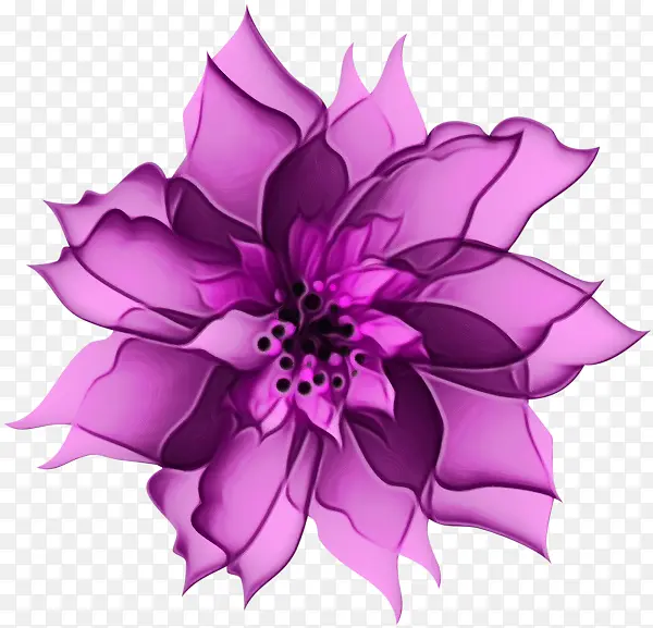 大丽花 切花 紫色