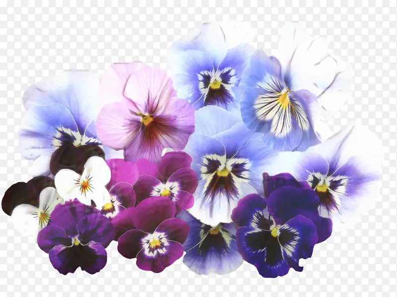 三色紫罗兰 和三色项目女主角拱廊 花