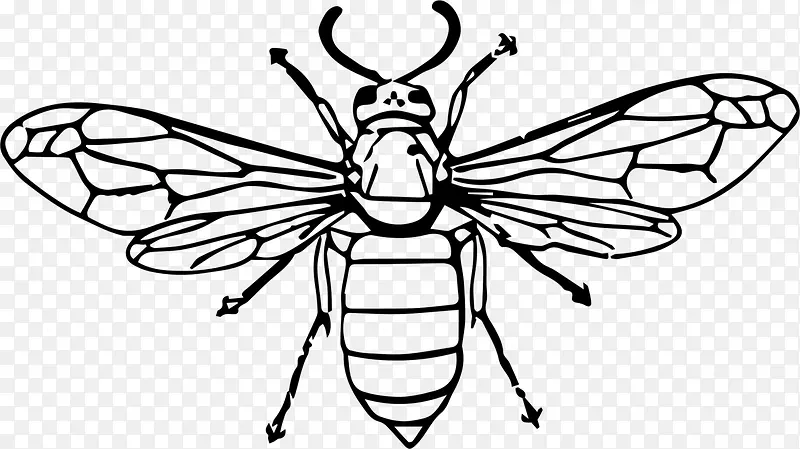 黄蜂 绘画 昆虫