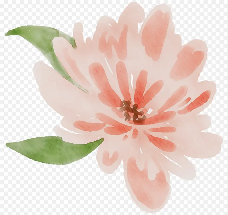 花瓣 桃子 植物