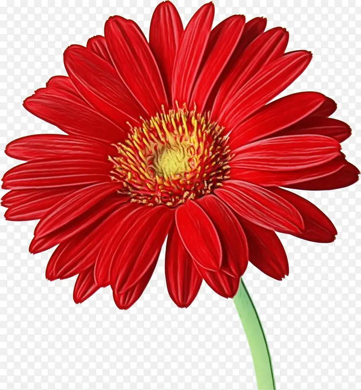 花朵 红色 雏菊科