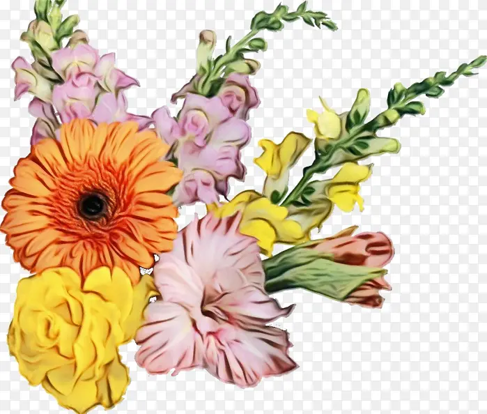 花卉设计 特兰斯瓦尔雏菊 花朵